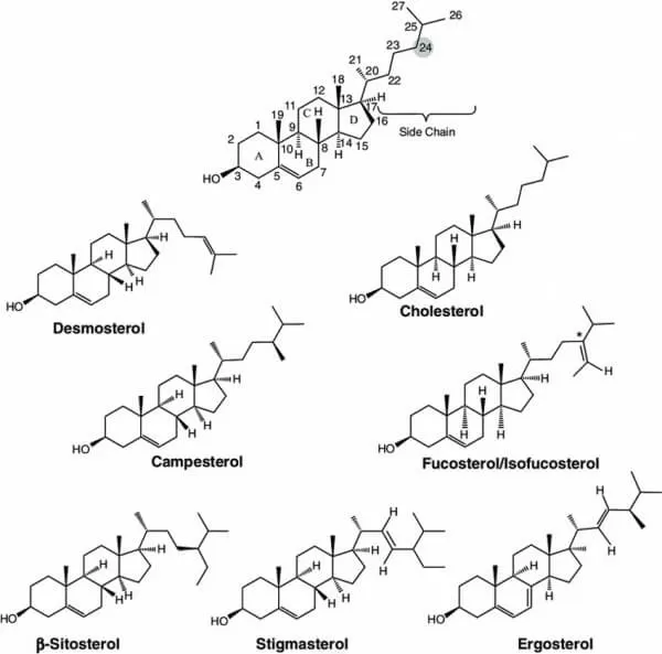 Basic structure of sterol and the chemical structures of the most common sterols (Lopes et al., 2013)